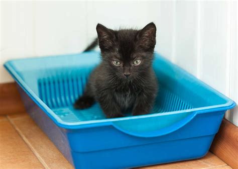 How many litter boxes per cat - How Many Litter Boxes per Cat Is Enough? Feline health behaviorists suggest that every cat should have one regular litter box and one additional box. Having only one litter …